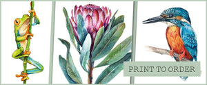 Print to order home page slide 3 - Green tree frog, pink Protea flower, Blue Kingfisher bird