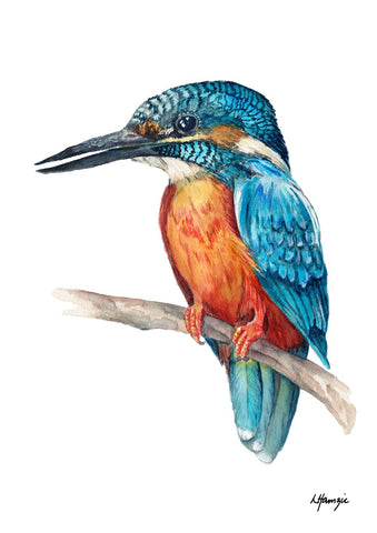 Australian Kingfisher Bird - Blue and Orange