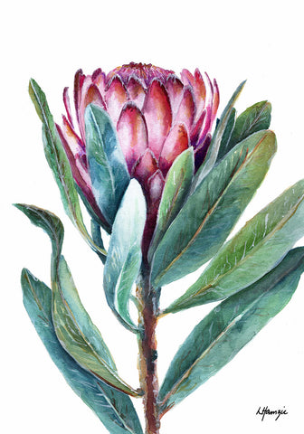Pink Protea with green leaves - Flower - Botanical