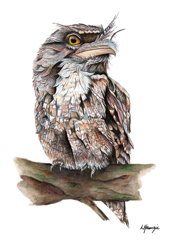 Titus the Tawny Frogmouth