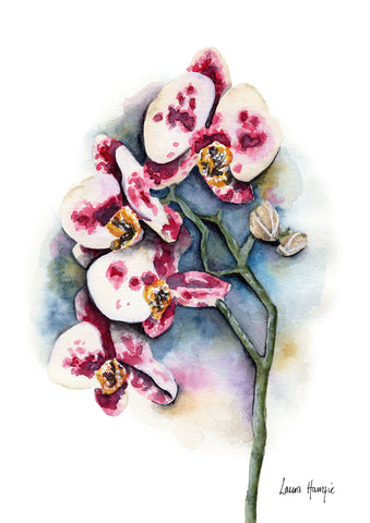 Orchid - Purple Dalmation