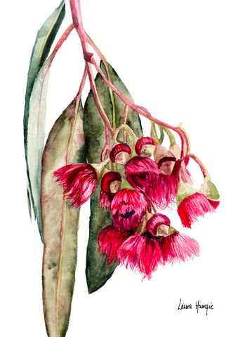 Eucalypt Blossom