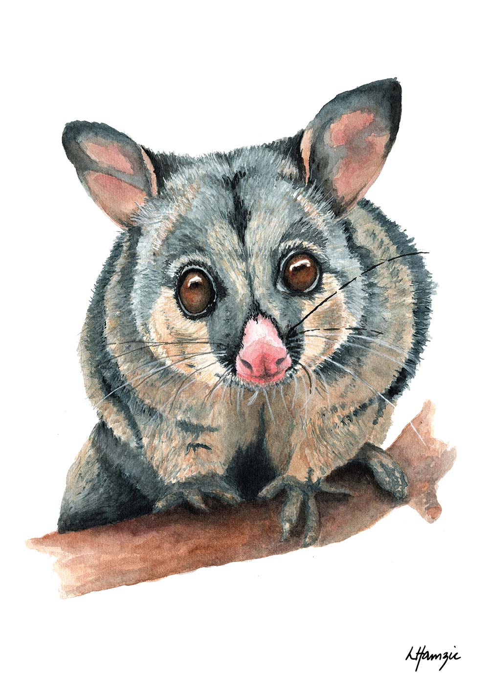 Penelope the Brushtail Possum