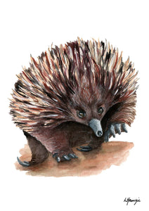 Errol the Echidna