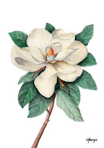 Magnolia