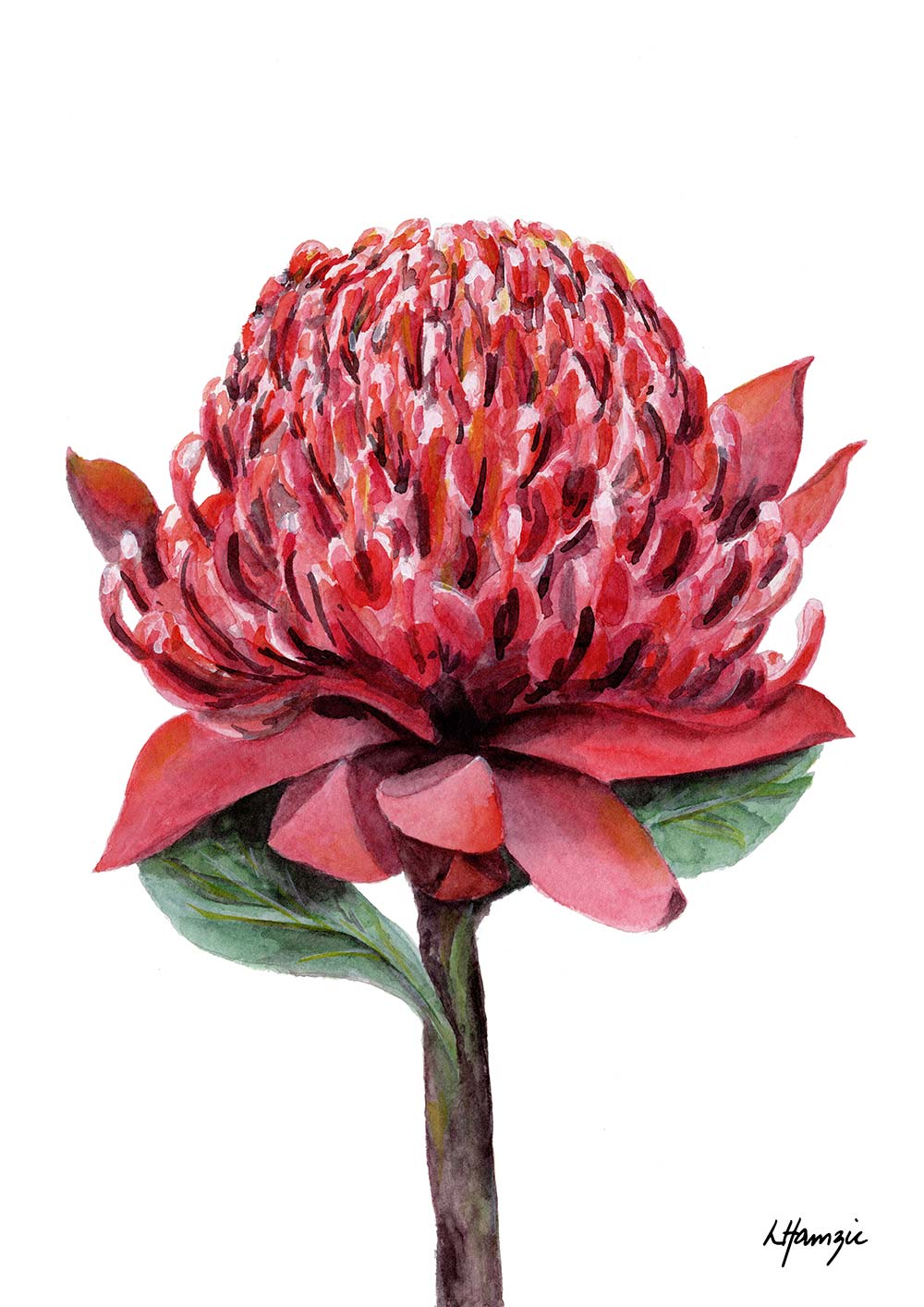 Waratah