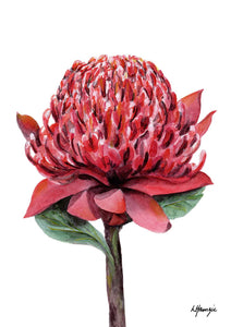 Waratah