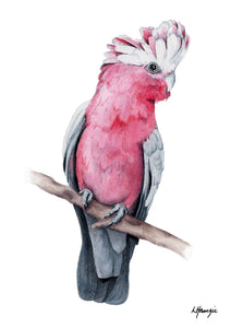 Gloria the Galah