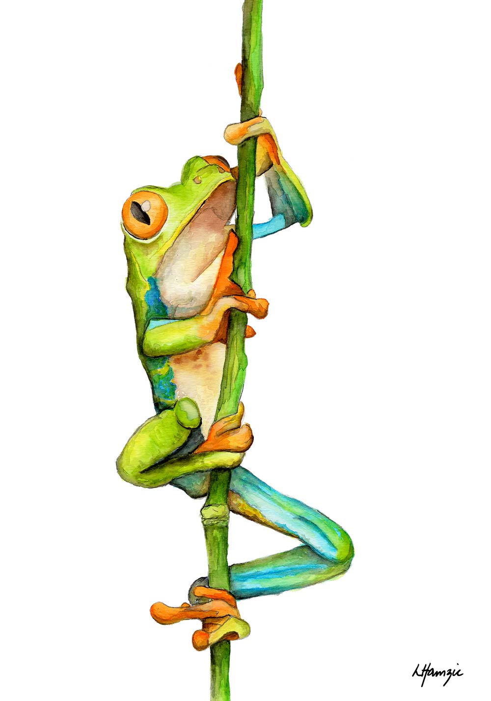 Australian Green Tree Frog A4 Unframed