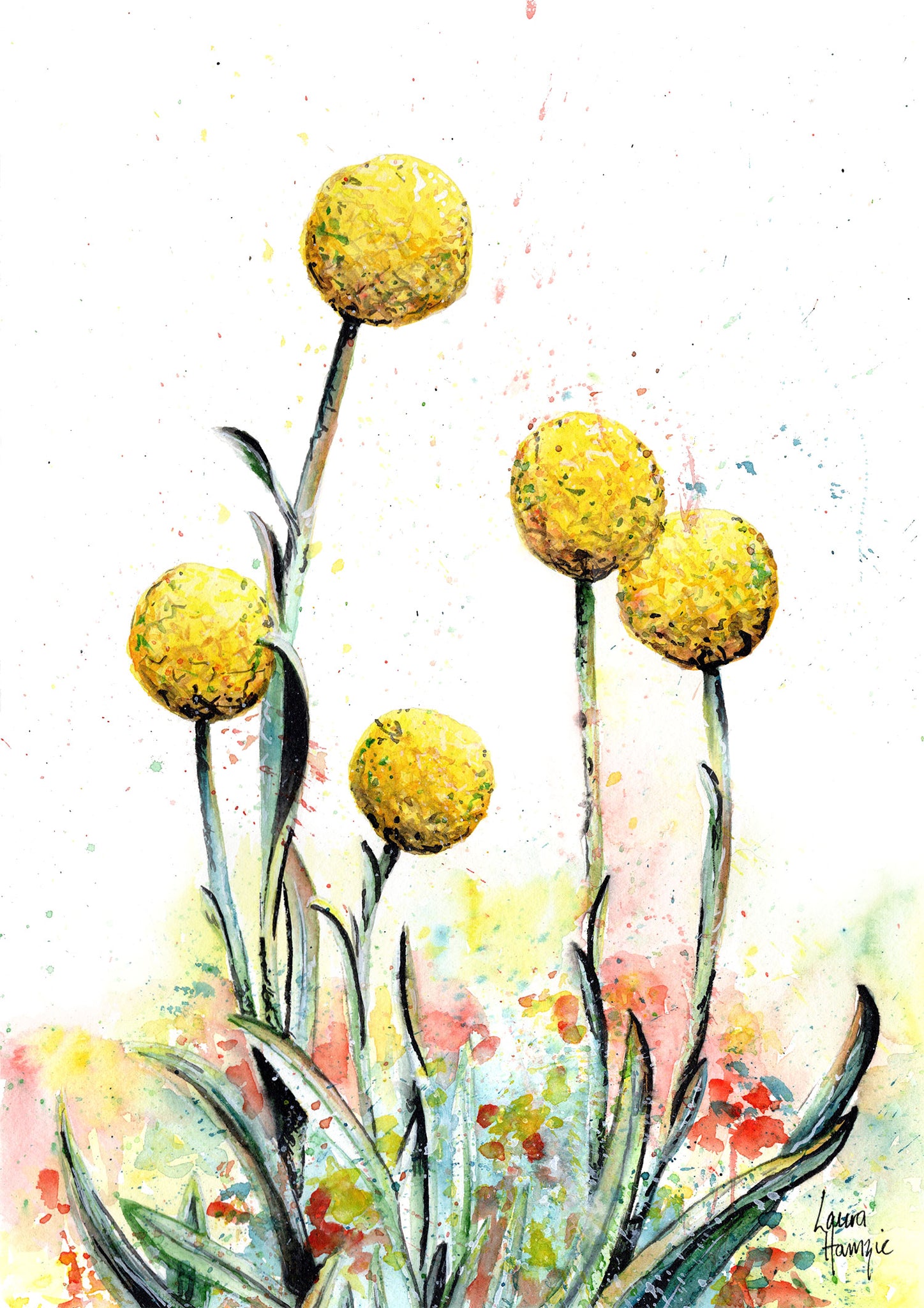 Billy Buttons